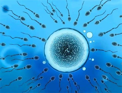 年在上性闭经吗卵巢的医院海有能供卵流程2济医院上海仁试管包生儿子做供卵
